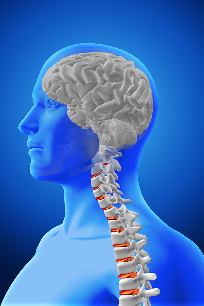 3D render of a medical image showing spine and brain in a male figure